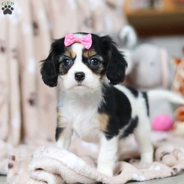 Calico, Cavalier King Charles Spaniel Puppy